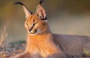 تصویربرداری از سه قلاده کاراکال در جاجرم خراسان‌شمالی