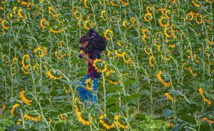 عکس/ "خوی" قطب تولید دانه‌های روغنی آفتابگردان