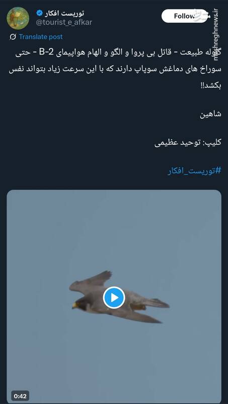 این پرنده "B2" حیات وحش است + فیلم