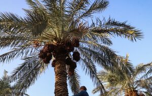 عکس/ برداشت خرما از نخلستان‌های کارون