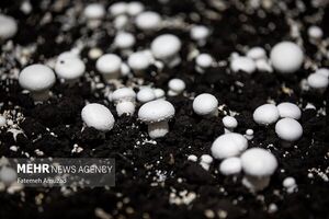 فروش هر کیلو گرم قارچ فلهای بیش از 185 هزار تومان تخلف است