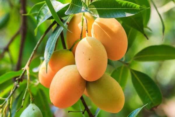 سلطان میوه‌های استوایی با خواص بی‌نظیر 4