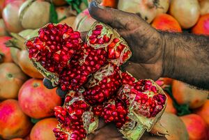 عکس/ برداشت انار در باغات شیراز