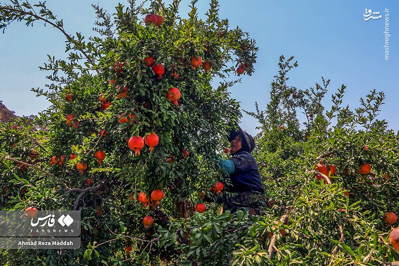 عکس / برداشت انار در باغات شیراز 3