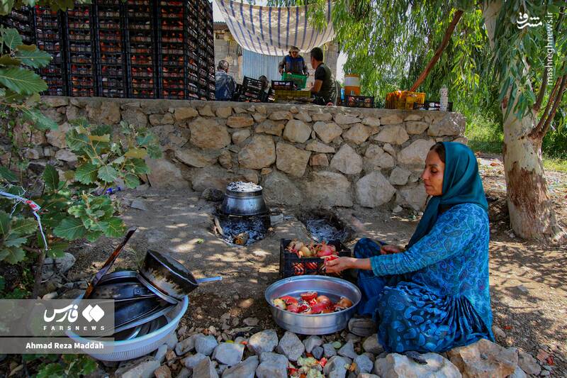 عکس / برداشت انار در باغات شیراز 18