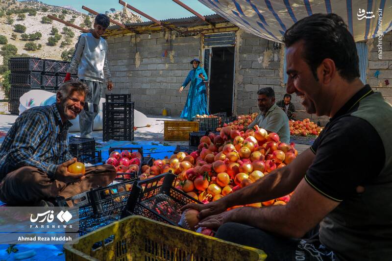 عکس / برداشت انار در باغات شیراز 14