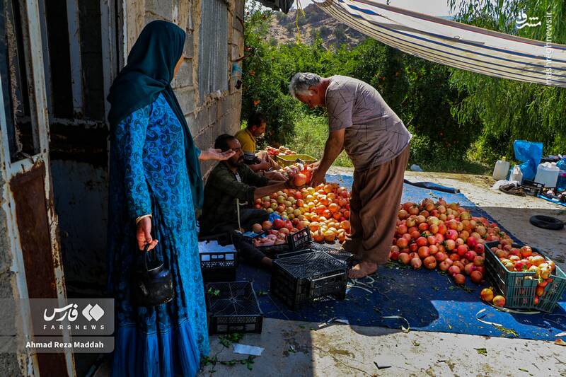 عکس / برداشت انار در باغات شیراز 13