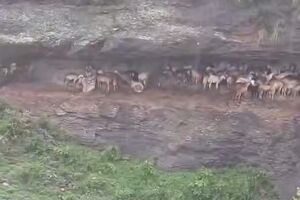 پناه گرفتن چوپان یمنی و گله اش از باران شدید در کوه