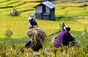 عکس/ برداشت برنج در ارتفاعات مازندران