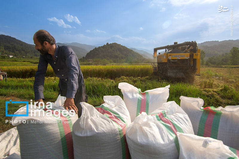 عکس / برداشت برنج در ارتفاعات مازندران 24