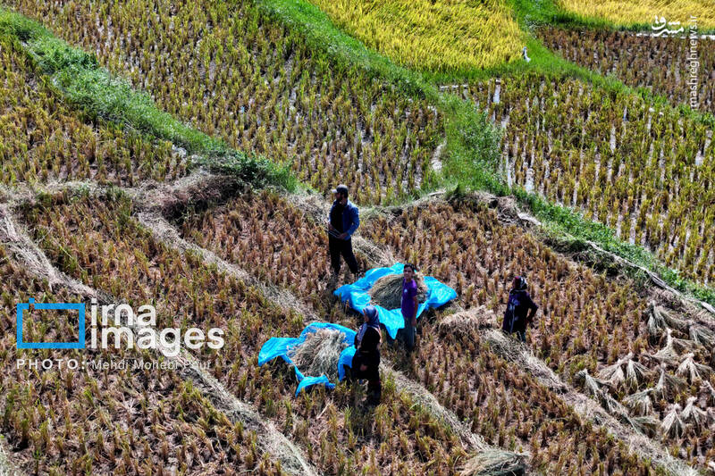 عکس / برداشت برنج در ارتفاعات مازندران 27