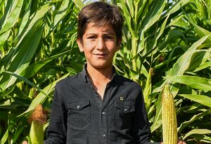 عکس/ برداشت بلال در چهارمحال و بختیاری