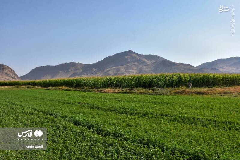 عکس / برداشت بلال در چهارمحال و بختیاری