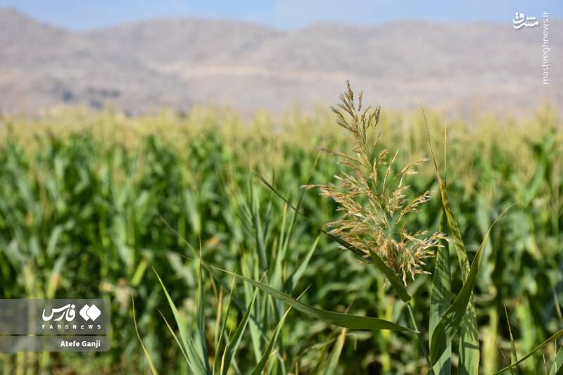 عکس / برداشت بلال در چهارمحال و بختیاری 7