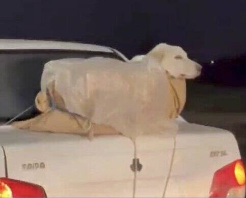 حمل عجیب و آزاردهنده یک سگ در جاده لاهیجان به رشت + فیلم و عکس