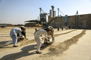 خسارت سیل به برنج پاکستان