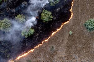 عکس/ آتش سوزی در "تالاب میانکاله"