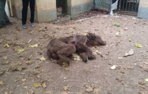 دو خرس قهوه‌ای در آمل بر اثر تیراندازی زخمی شدند