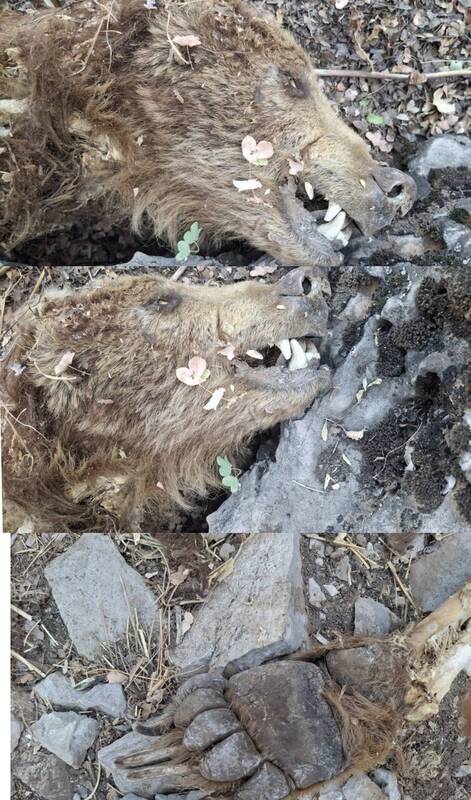 تلف شدن یک قلاده خرس در کبیرکوه بدره ایلام +عکس