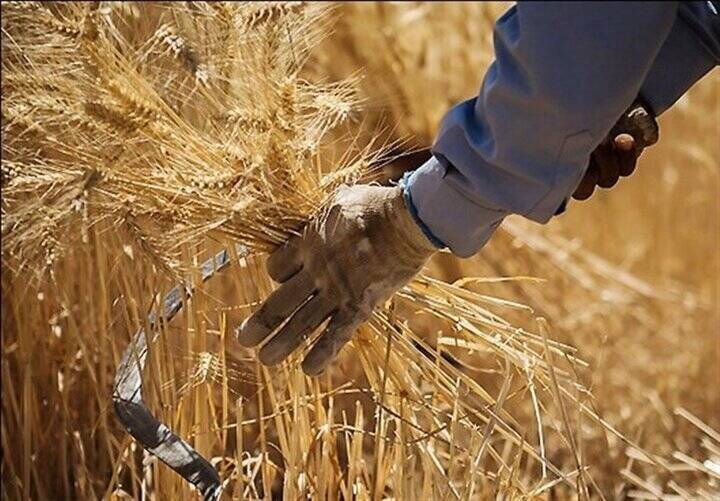 گندم،كشاورزان،تضميني،خريد،كشت،نرخ،تاخير،محصول،پول،پرداخت،مرا ...