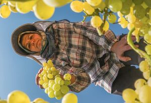 عکس/ برداشت انگور در تاکستان قزوین