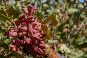 عکس/ برداشت پسته در باغات ایلخچی