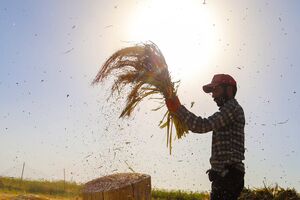عکس/ جاروبافی میراثی زنده در روستای "ملاحسن"