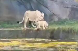 حس مادرانه در حیات وحش