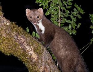 تصویری نایاب از سمور_سنگی در مناطق جنگلی شمال ایران