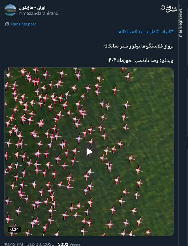 پرواز فلامینگوها برفراز سبز میانکاله