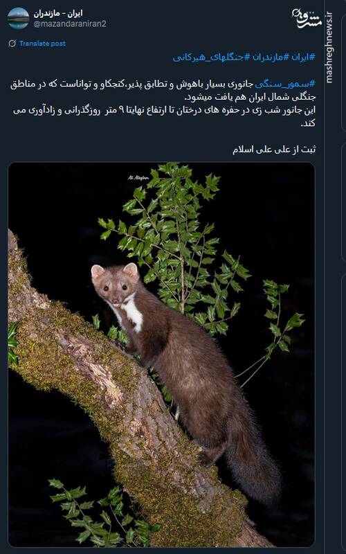 تصویری نایاب از سمور_سنگی در مناطق جنگلی شمال ایران