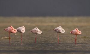 نمایی از زیبایی زندگی فلامینگوهای خلیج گرگان و آشوراده