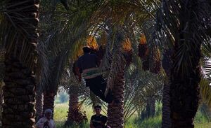 عکس/ برداشت خرمای سعمران از نخلستان های روستای بهر