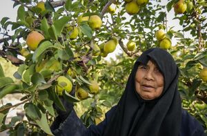 عکس/ برداشت گلابی در باغات شهر چناران خراسان رضوی