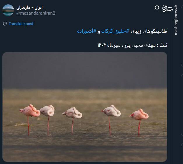 نمایی از زیبایی زندگی فلامینگوهای خلیج گرگان و آشوراده