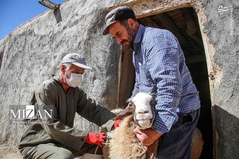 عکس / واکسیناسیون دام در روستاهای خراسان شمالی 23
