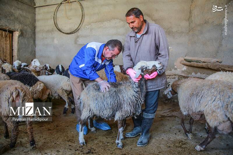 عکس / واکسیناسیون دام در روستاهای خراسان شمالی 22