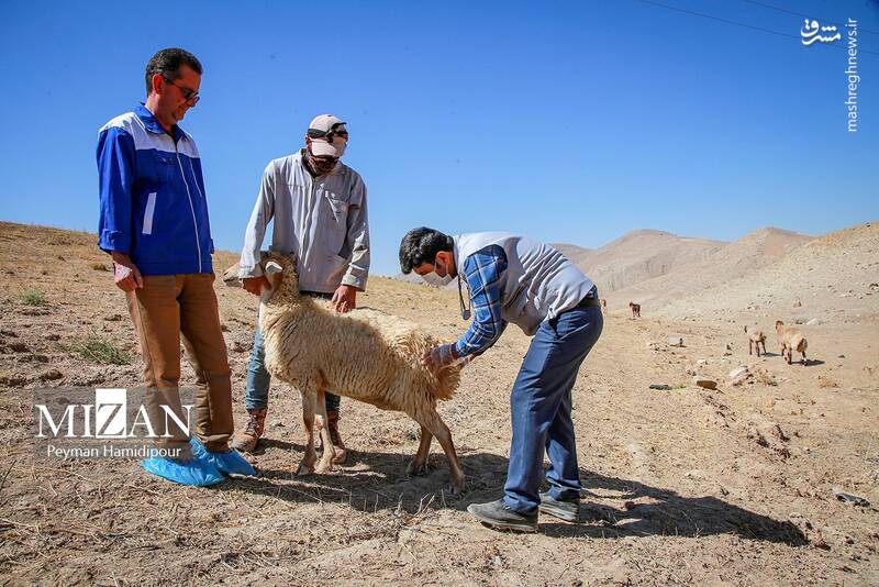 عکس / واکسیناسیون دام در روستاهای خراسان شمالی 17