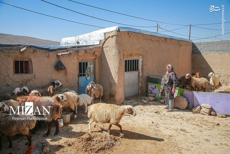 عکس / واکسیناسیون دام در روستاهای خراسان شمالی 16