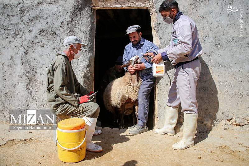 عکس / واکسیناسیون دام در روستاهای خراسان شمالی 15