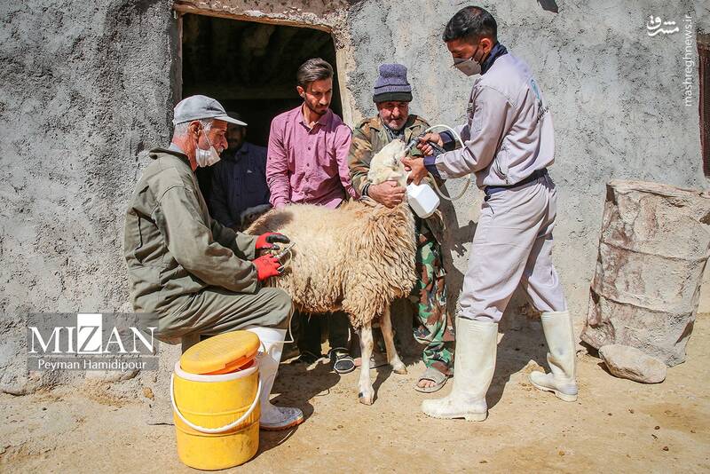 عکس / واکسیناسیون دام در روستاهای خراسان شمالی 14