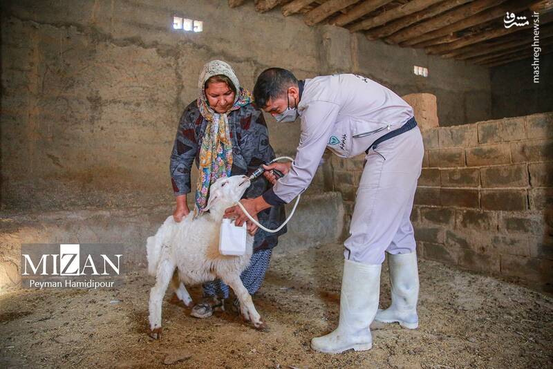 عکس / واکسیناسیون دام در روستاهای خراسان شمالی 13
