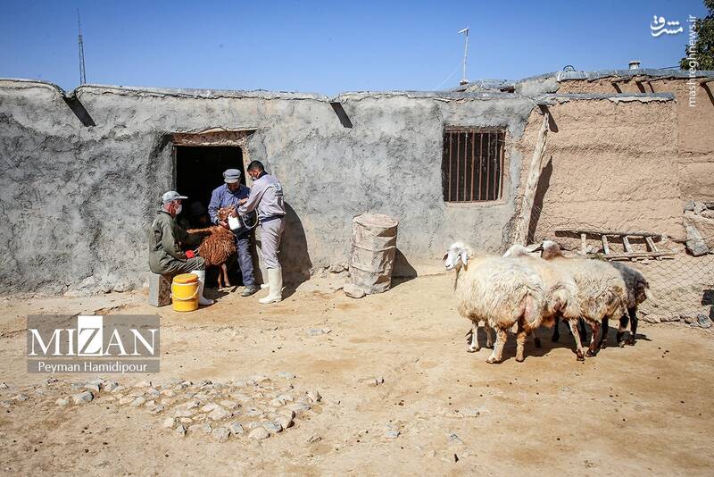 عکس / واکسیناسیون دام در روستاهای خراسان شمالی 12