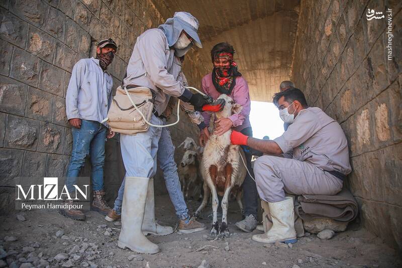 عکس / واکسیناسیون دام در روستاهای خراسان شمالی 10