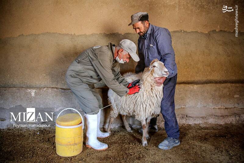 عکس / واکسیناسیون دام در روستاهای خراسان شمالی 7
