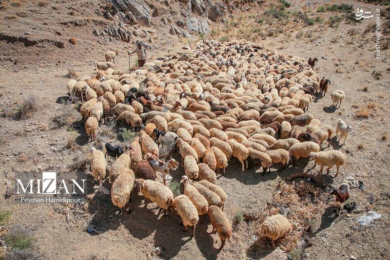 عکس / واکسیناسیون دام در روستاهای خراسان شمالی 18