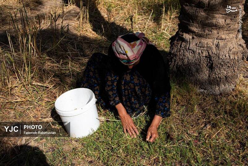 عکس / برداشت خرمای سعمران از نخلستان های روستای بهر 10
