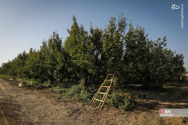عکس / برداشت گلابی در باغات شهر چناران خراسان رضوی 10