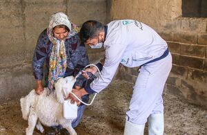 عکس / واکسیناسیون دام در روستای توکور شهرستان شیروان