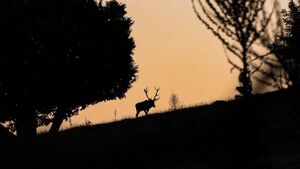 طلوع همزمان گوزن قرمز هیرکانی با خورشید سحرگاهی پاییز+ عکس